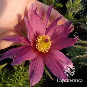 

Прострел Папагено Бордо обыкновенный