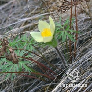 

Прострел Желтеющий