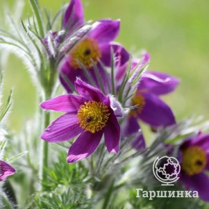 

Прострел Папагено Виолет обыкновенный