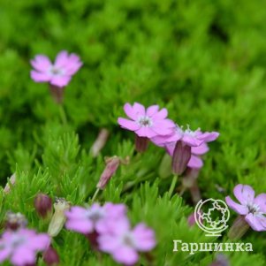 

Смолевка Маунт Сноудон безстебельная