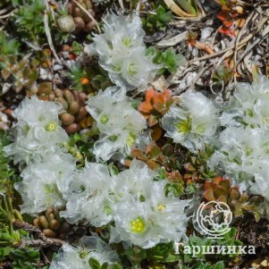 

Приноготовник (Паронихия Капелла)