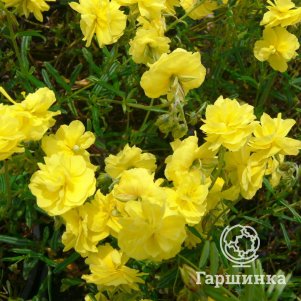 

Солнцецвет Сулфиреум Пленум монетолистный