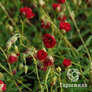 

Солнцецвет Амабилен Пленум монетолистный