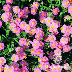 

Солнцецвет Лоуренсос Пинк монетолистный