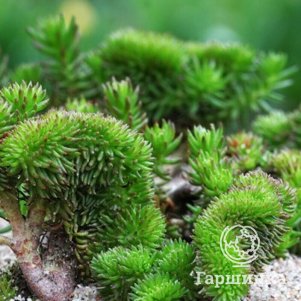 

Очиток (седум) Кристатум