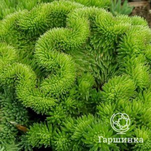 Очиток седум Кристатум 480₽