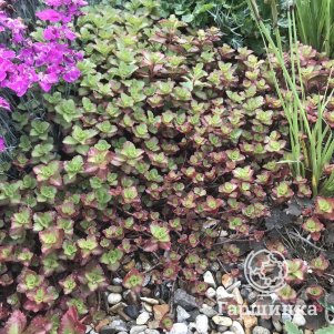 

Очиток (седум) ложный Атропурпуреа