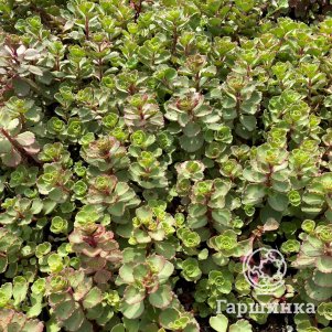 

Очиток (седум) Ред Карпет ложный