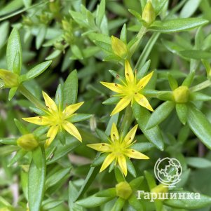 

Очиток (седум) Лозовидный