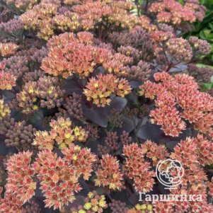 

Очиток (седум) Конга Лайн обыкновенный