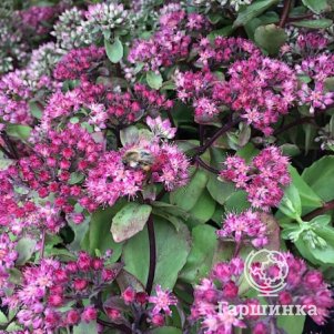 Очиток (седум) Седакшн Грин Пинк