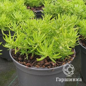 

Очиток (седум) Еллоу Букет отогнутый