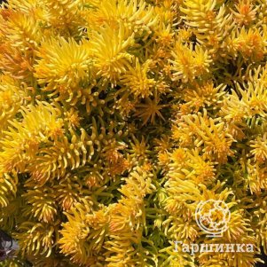 

Очиток (седум) Еллоу Кьюшн отогнутый