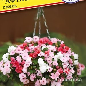 

Бальзамин Афина F1 смесь Уоллера 3 шт, Семена Престиж