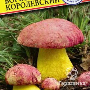 

Боровик королевский (Мицелий грибов), 60 мл, Семена Престиж