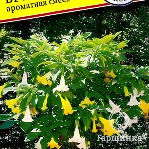

Бругмансия Ароматная смесь (РС-1) 2 шт, Семена Престиж