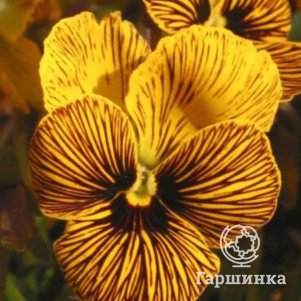 

Виола Тигровый глаз смесь виттрока 5 шт, Семена Престиж