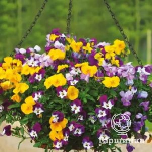 

Виола Фрифолл смесь виттрока 5 шт, Семена Престиж