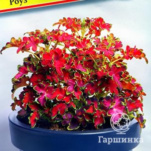 

Колеус Колоча Роуз 5 шт, Семена Престиж