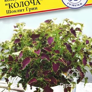 

Колеус Колоча Шоклит Грин 5 шт, Семена Престиж
