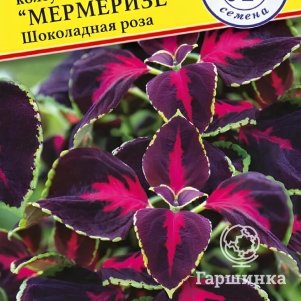 Колеус Мермеризе Шоколадная роза 5 др, Семена Престиж