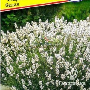 Лаванда Сцент белая узколистная 5 шт, Семена Престиж