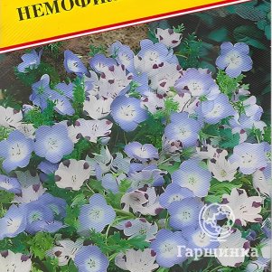 

Немофила (РС-1) 10 шт, Семена Престиж