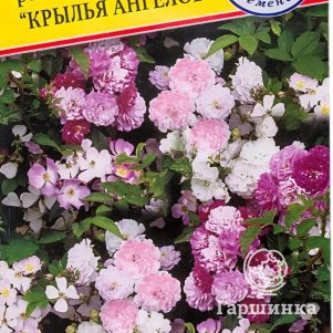 

Роза Крылья Ангелов (РС-1) китайская 10 шт, Семена Престиж