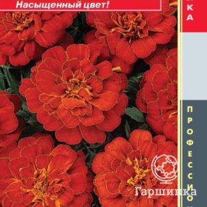 

Бархатцы отклоненные (серия Дюранго) Дюранго Ред 10шт Плазменные семена