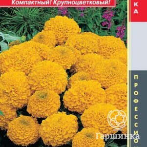 

Бархатцы Антигуа Голд F1 прямостоячие 5шт, Плазменные семена