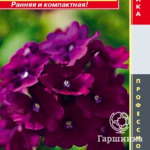 

Вербена Кварц Пурпл F1 гибридная (серия Quartz XP) 5 шт, Плазменные семена