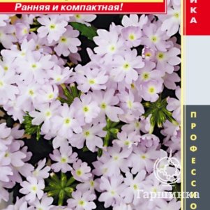 

Вербена Кварц Серебро F1 гибридная (серия Quartz XP) 5 шт, Плазменные семена