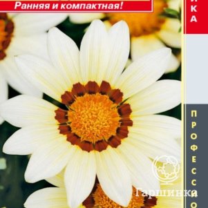 

Гацания Белая F1 (серия New Day) 5шт, Плазменные семена