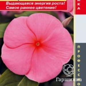 

Катарантус розовый (Барвинок) Пацифик Панч 8 шт, Плазменные семена