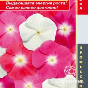 

Катарантус розовый (Барвинок) Пацифик Хэйло Микс 8 шт, Плазменные семена
