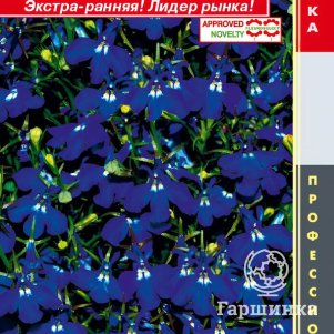 Лобелия Регатта Марин Блю ампельная (серия Регатта) 8 шт, Плазменные семена
