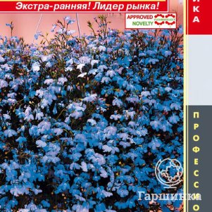 Лобелия Регатта Скай Блю ампельная (серия Регатта) 8 шт, Плазменные семена