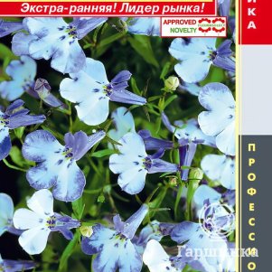 Лобелия Ривьера Блю Сплэш кустовая (серия Ривьера) 8 шт, Плазменные семена