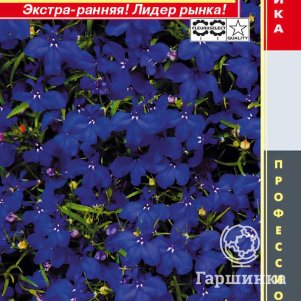 

Лобелия Ривьера Миднайт Блю кустовая (серия Riviera) 8 шт, Плазменные семена