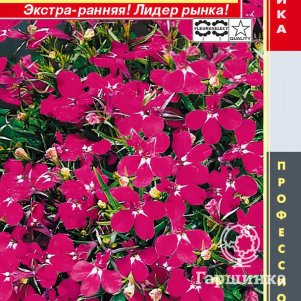 

Лобелия Ривьера Роуз кустовая (серия Riviera) 8 шт, Плазменные семена