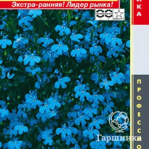 Лобелия Ривьера Скай Блю кустовая (серия Riviera) 8 шт, Плазменные семена
