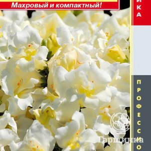 

Львиный зев Белый звон F1 (серия Twinny) 10 шт, Плазменные семена