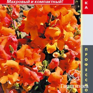 

Львиный зев Бронзовый звон F1 (серия Twinny) 10 шт, Плазменные семена