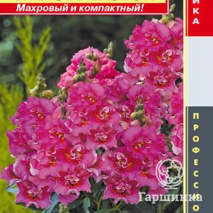 

Львиный зев Лиловый звон F1 (серия Twinny) 10 шт, Плазменные семена