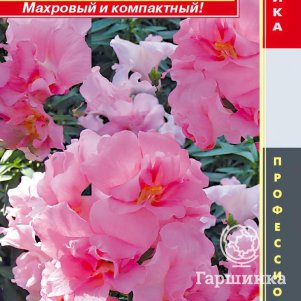 

Львиный зев Розовый звон F1 (серия Twinny) 10 шт, Плазменные семена