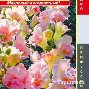 

Львиный зев Яблоневый звон F1 (серия Твинни) 10 шт, Плазменные семена