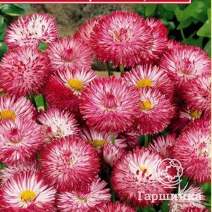 

Маргаритка Хабанера Белая F1 с красными кончиками (серия Habanera) 5 шт, Плазменные семена