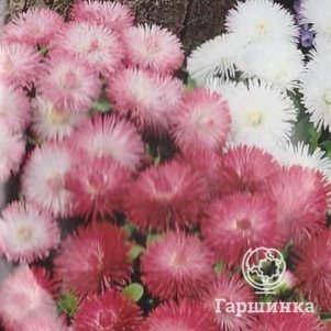 

Маргаритка Хабанера Микс F1 (серия Habanera) 5 шт, Плазменные семена