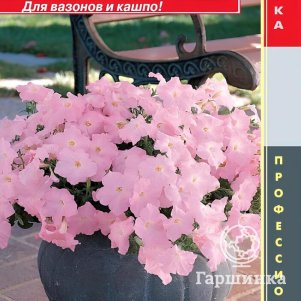 Петуния Шелл Пинк F1 ампельная (серия Easy Wave) 5 шт, Плазменные семена