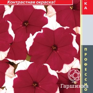 Петуния Пикоти Ред крупноцветковая F1 (Серия Dreams) 10 шт, Плазменные семена